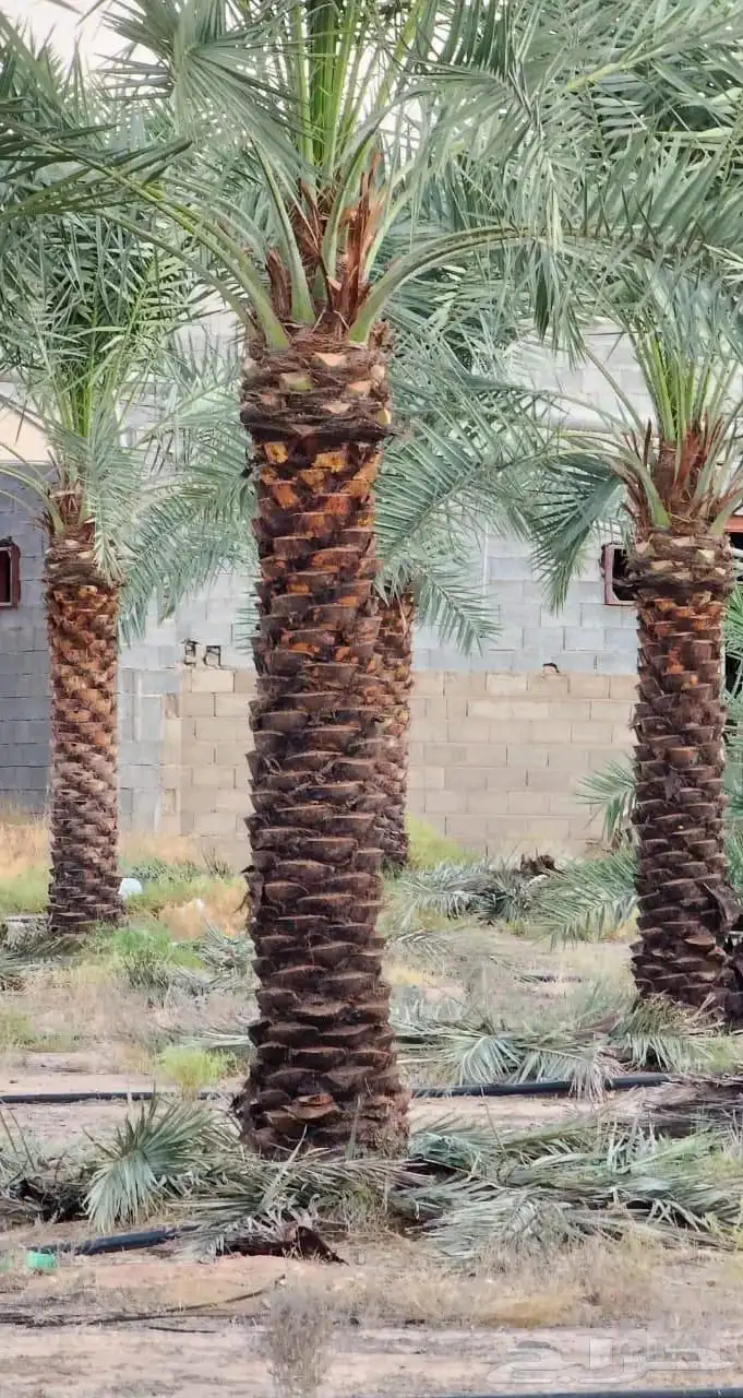 السلام عليكم نقوم بعمل انخيل في انحاء المملكه تكريب و تحيا 4