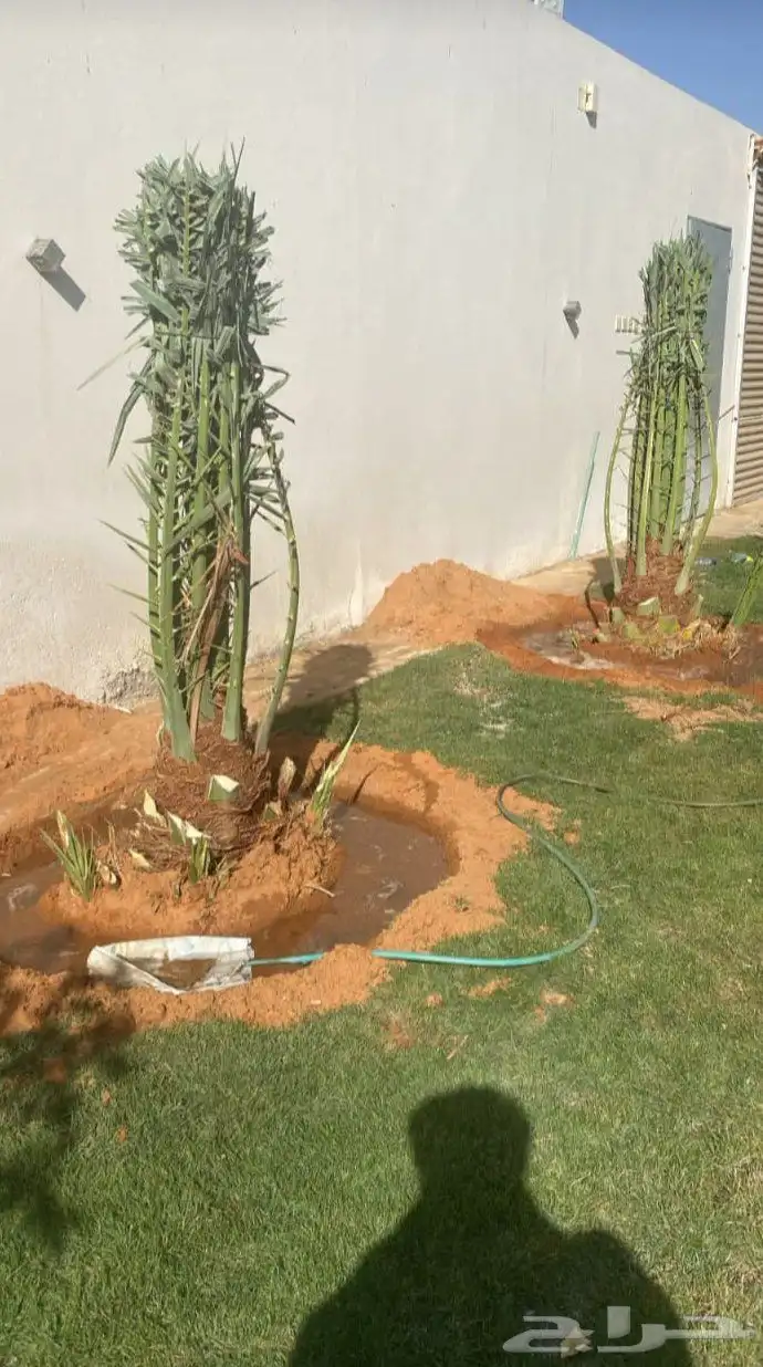 يوجد لدينا جميع انواع النخيل العربي والواشنطن بكل المقسات 3