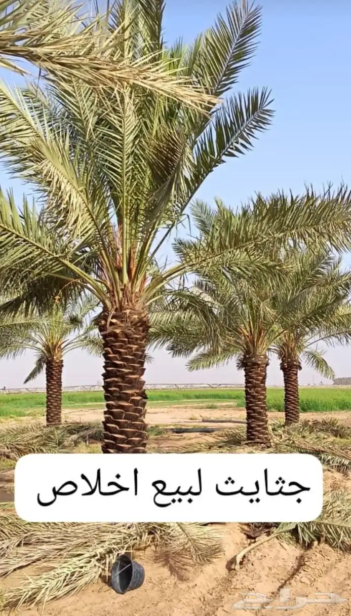 يوجد لدينا جميع انواع النخيل العربي والواشنطن بكل المقسات 1