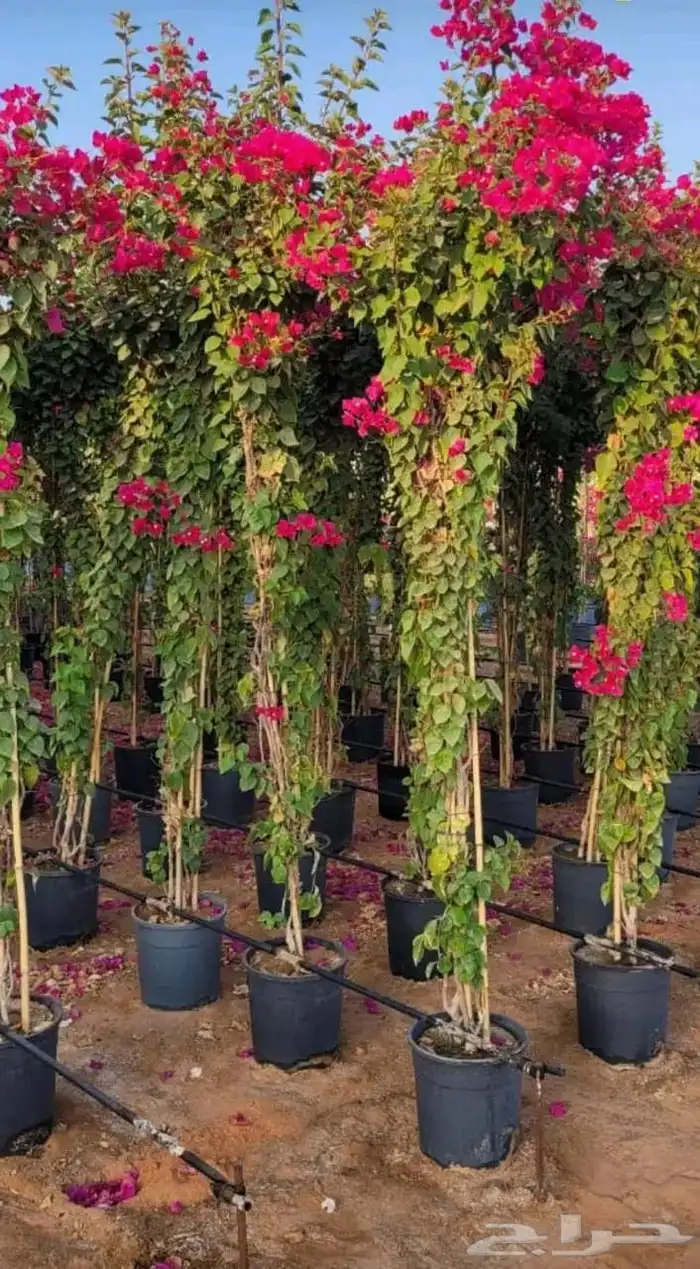 ليمون بنزهير 6