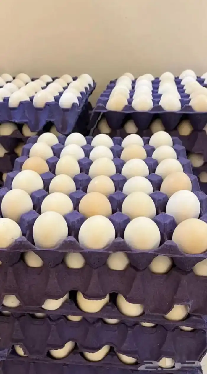 بيض دجاج بلدي طازج 1