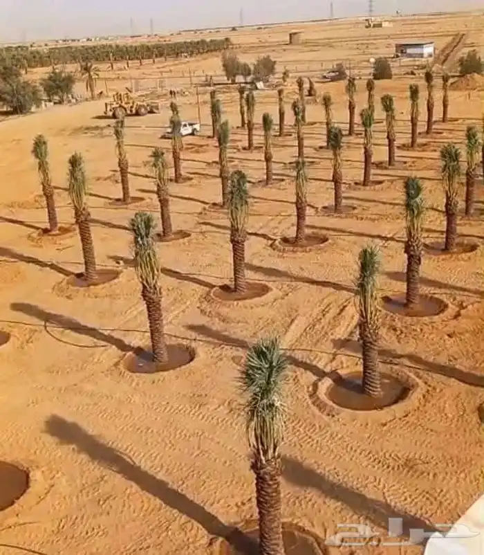 الملكه العربية السعودية 5