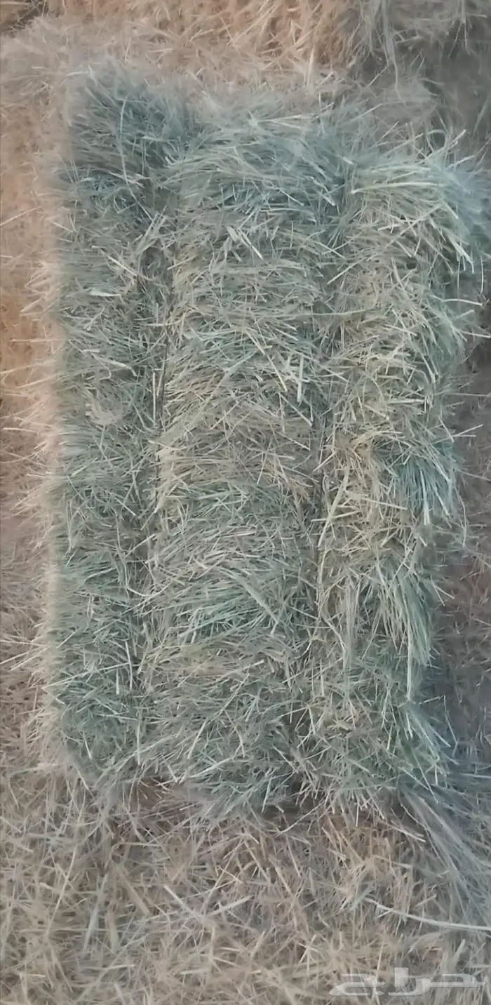 بلوبنك صافي 0