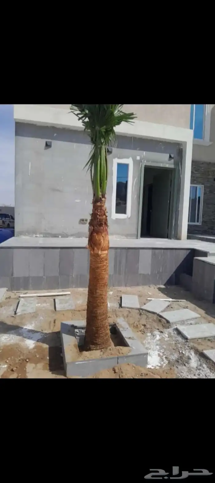 يوجد لدينا جميع انواع النخيل العربي والواشنطن بكل المقسات 6