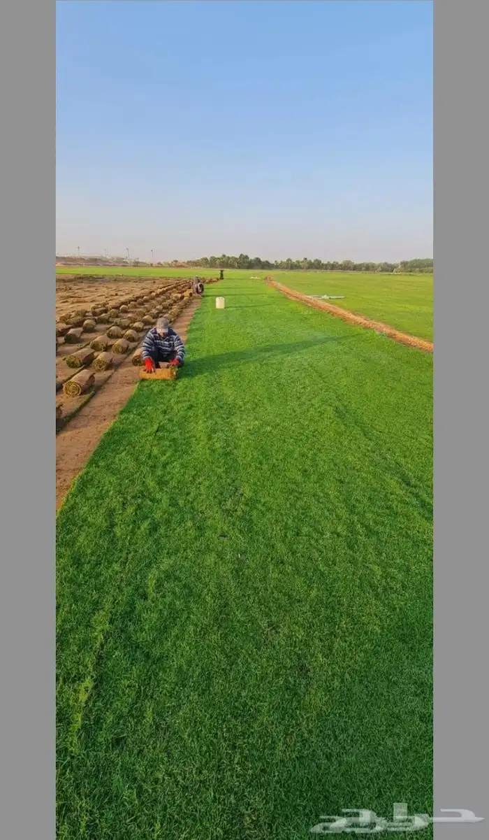 ثيل طبيعي سي الفين درجه اولي صافي من اي شي للملاعب الحدايق 2