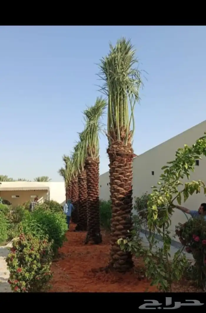يوجد لدينا جميع انواع النخيل العربي والواشنطن بكل المقسات 2