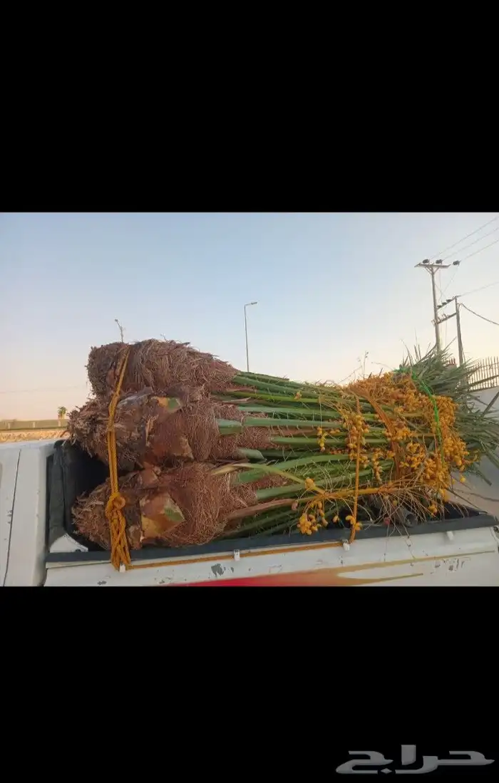 يوجد لدينا جميع انواع النخيل العربي والواشنطن بكل المقسات 0