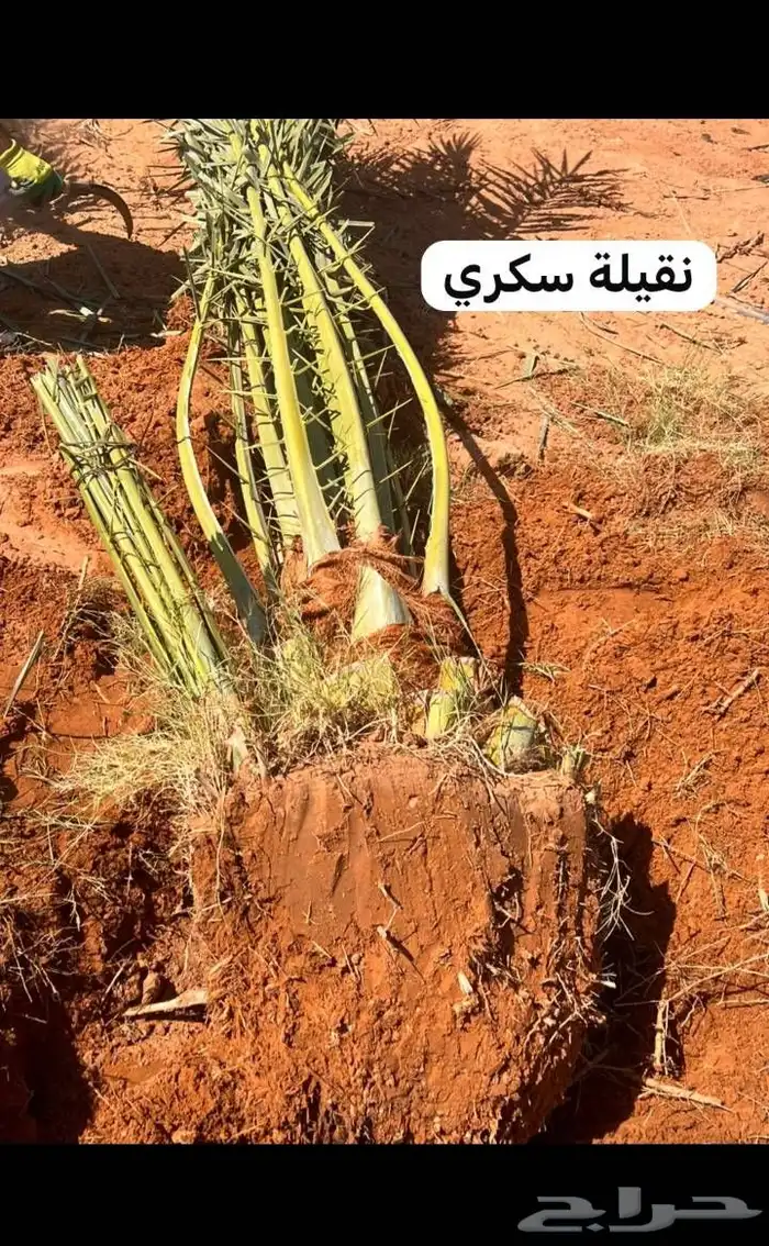 يوجد لدينا جميع انواع النخيل العربي والواشنطن بكل المقسات 4