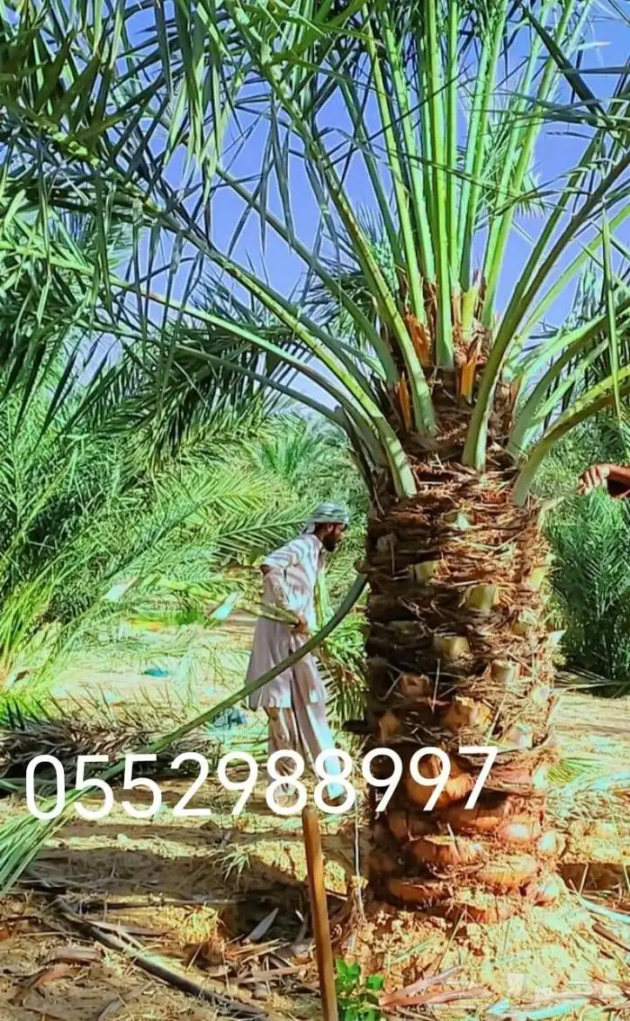 نخل للبيع طيب مثمر وزينه درجه اولى 5