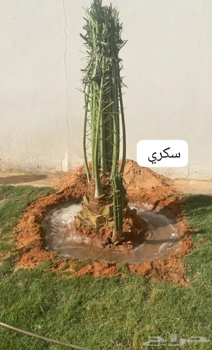 يوجد لدينا جميع انواع النخيل العربي والواشنطن بكل المقسات 5