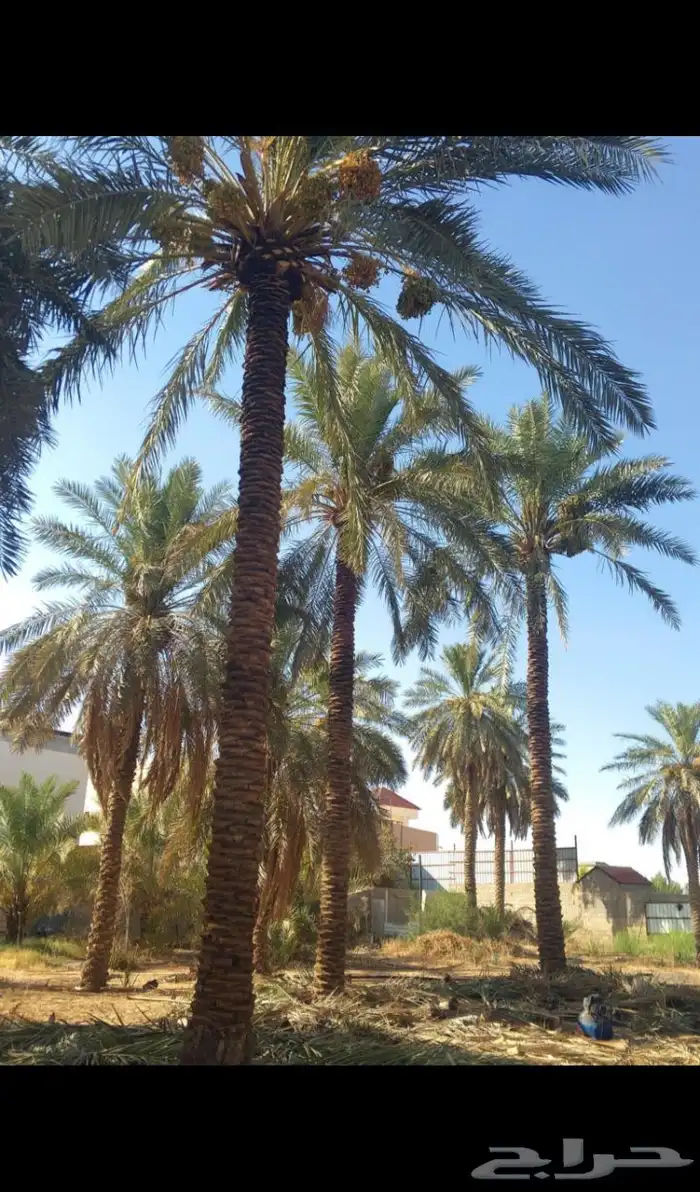 يوجدلدينا جميع انوان النخيل 8