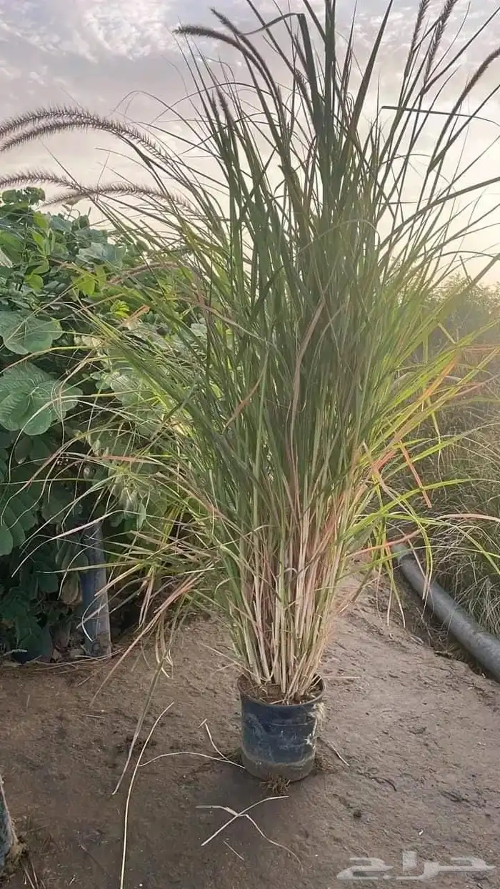 ليمون بنزهير 4