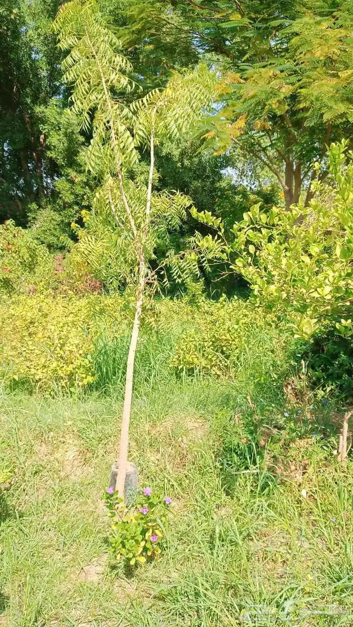 مشتل المدينة لجميع انواع الأشجار والنباتات 1