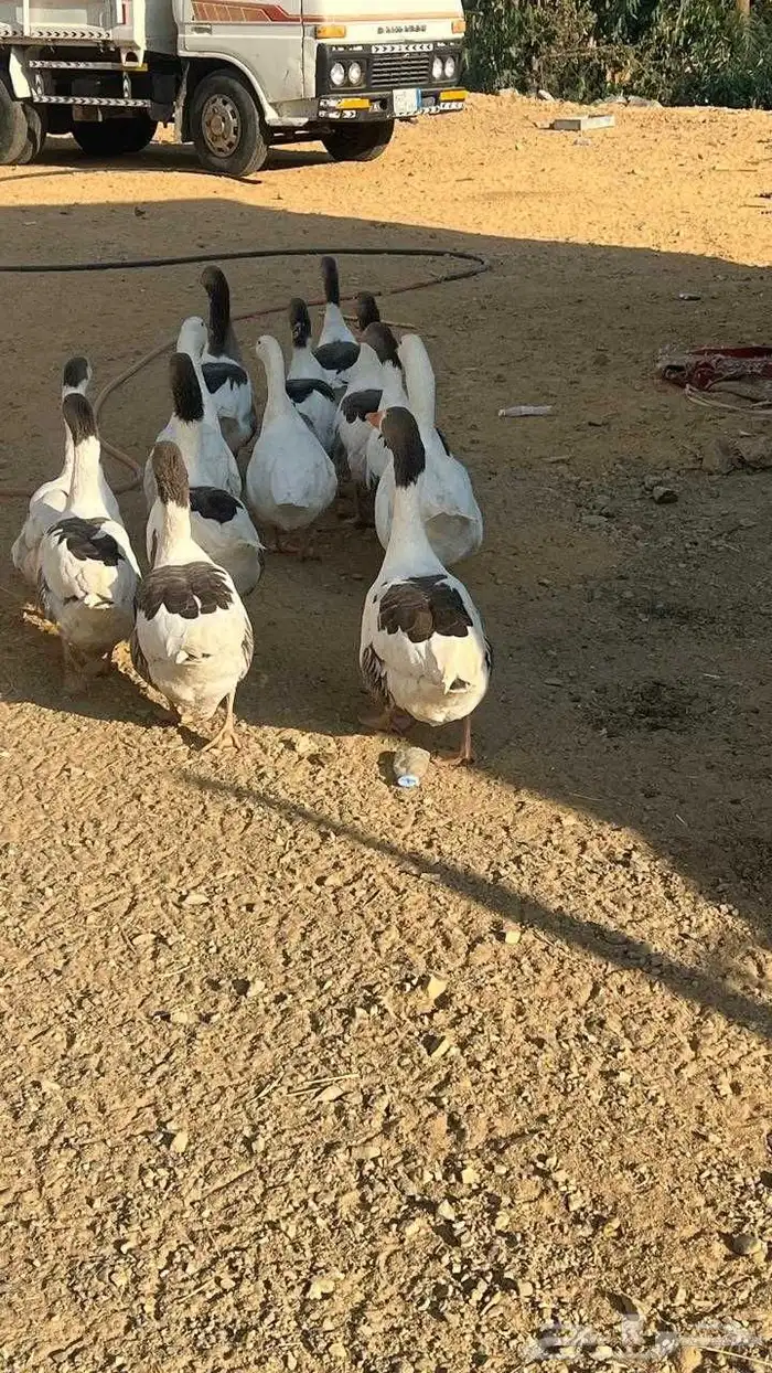 وز بلدي للبيع 1