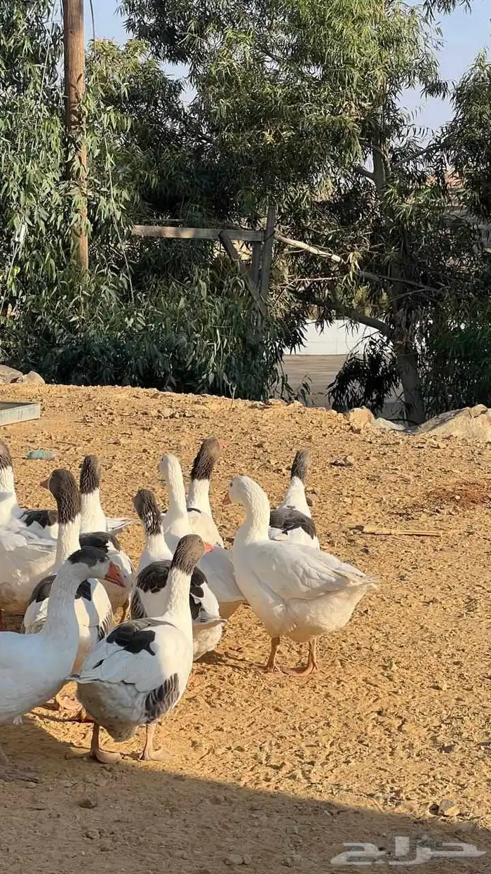 وز بلدي للبيع 7