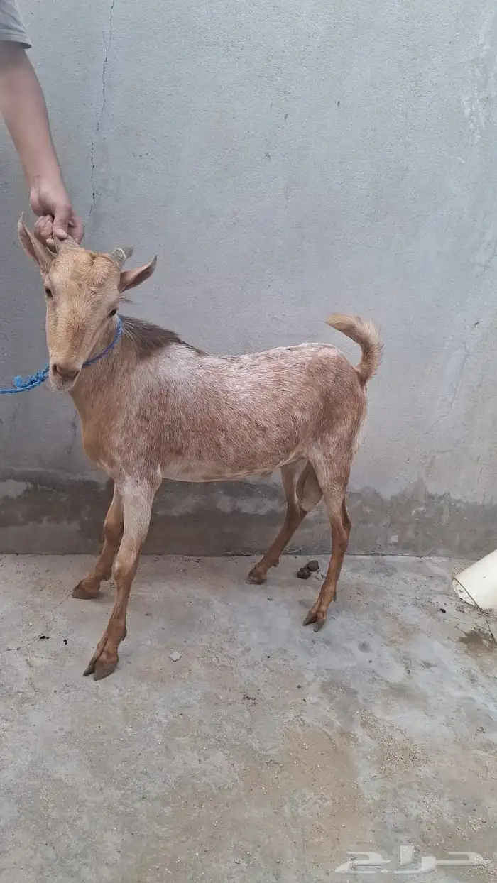 مشورع فحل فاخر ما شاء الله 1