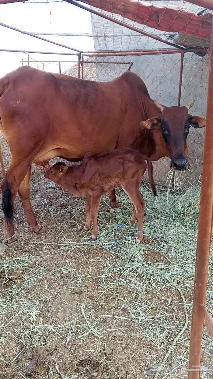 بقرة السن جامع مع بنتها الحد8000 0