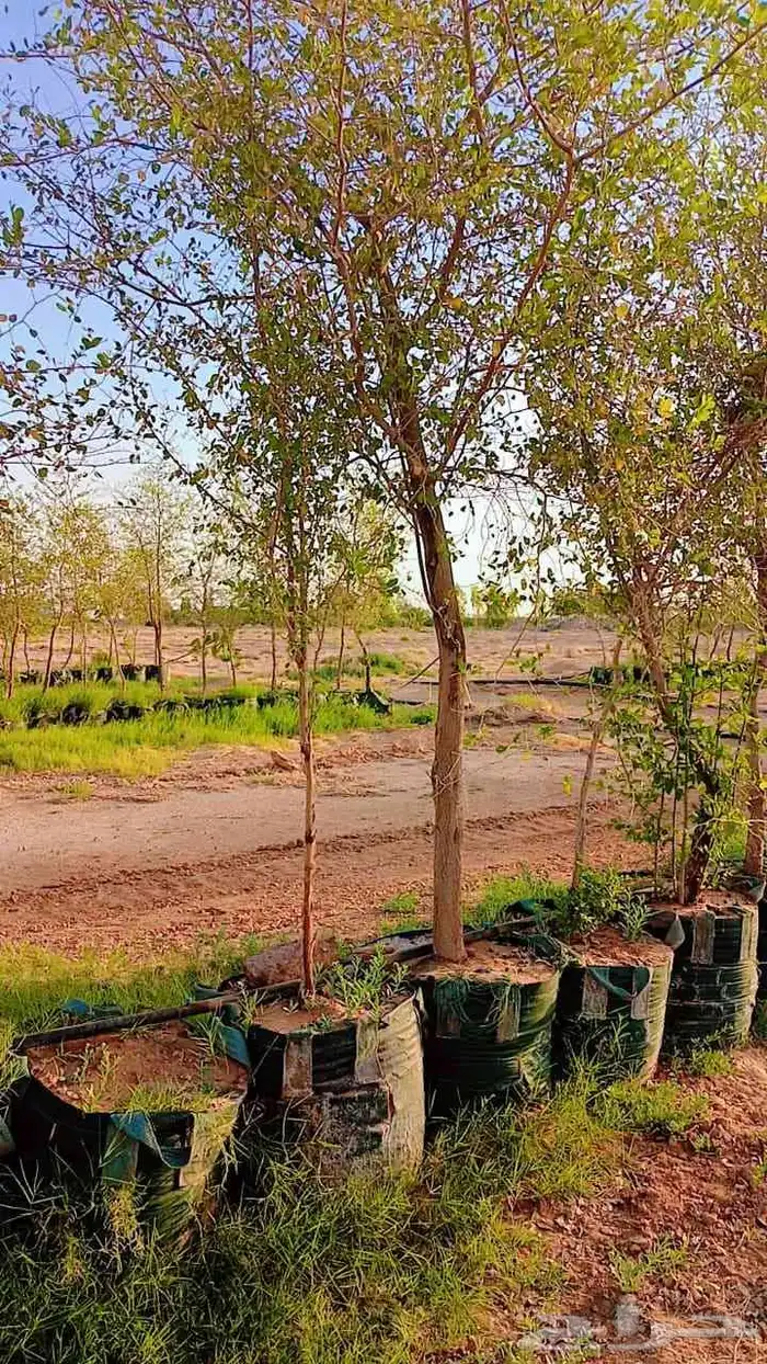 يوجد لدينا سدار 2