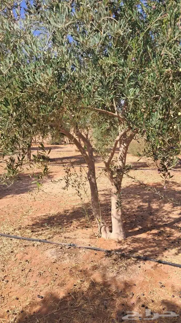 زيتون يوجد لديناء اشجار زيتون مثمر 1