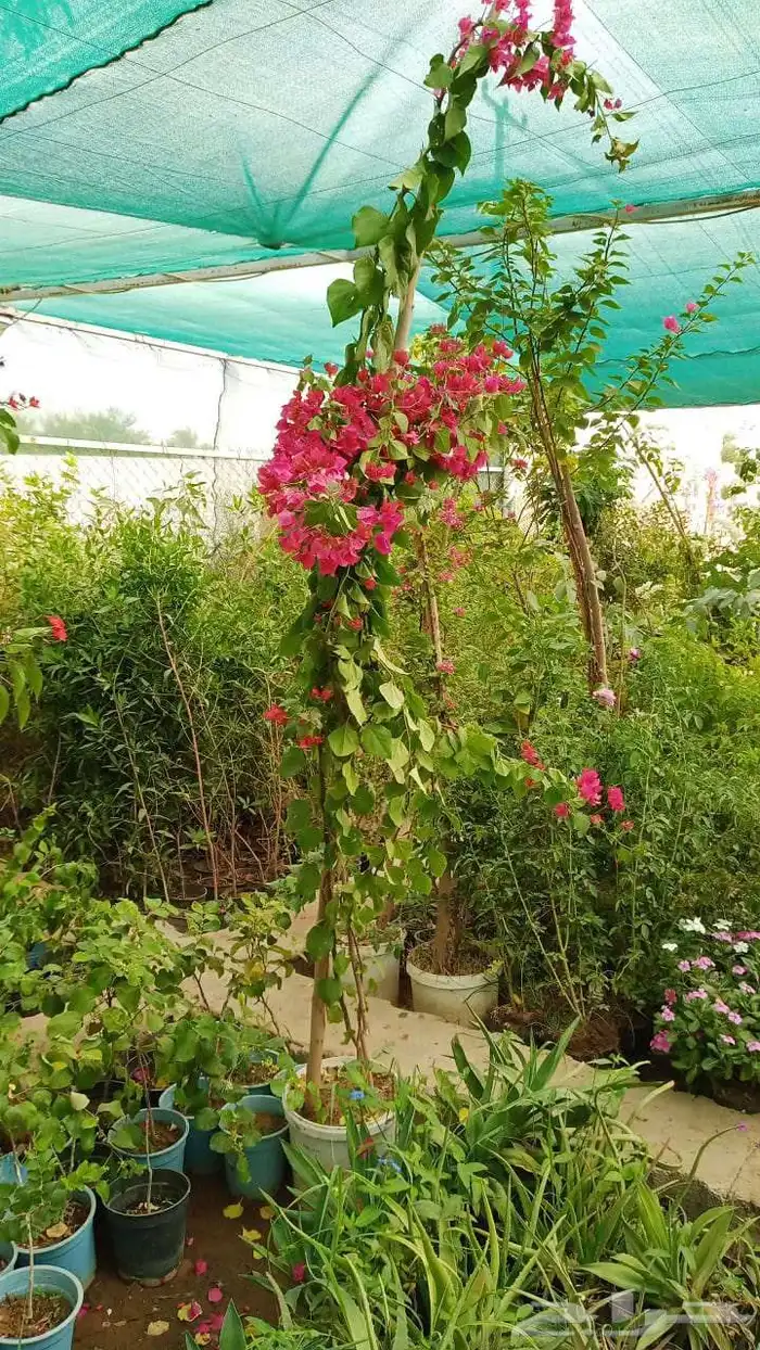 مشتل المدينة لجميع انواع الأشجار والنباتات 3