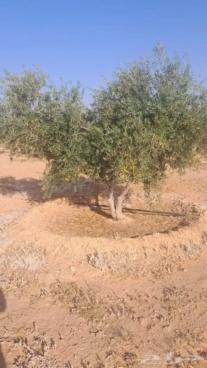 زيتون يوجد لديناء اشجار زيتون مثمر 3