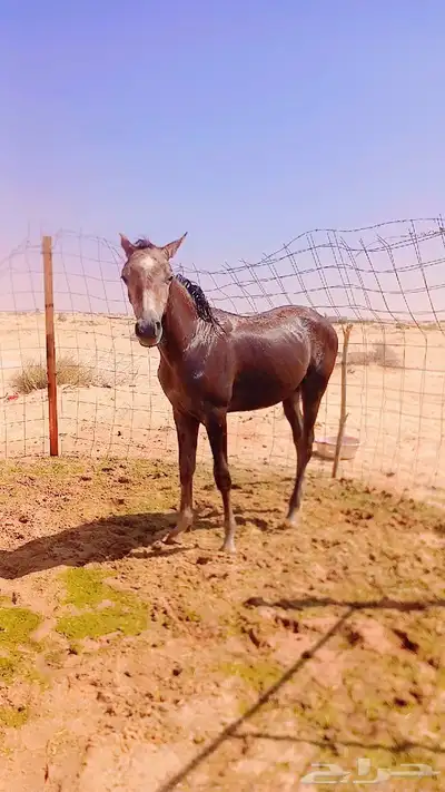 مهر واهو يمدي تطلع له اوراق index