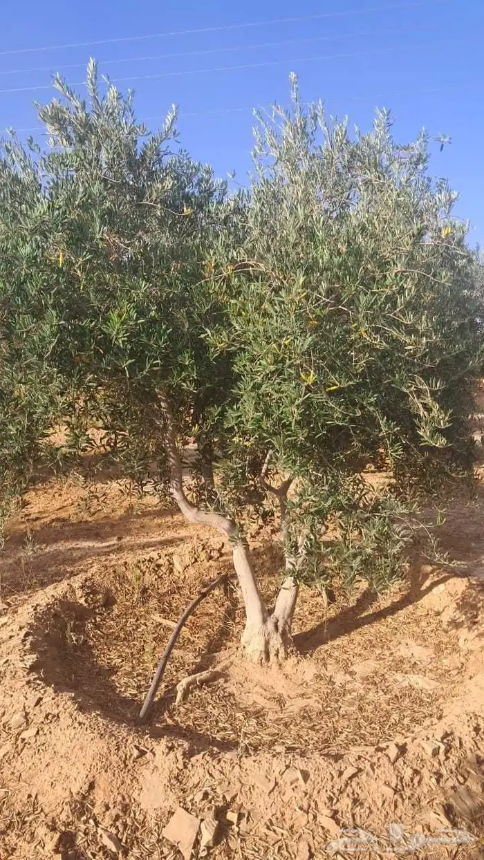 زيتون يوجد لديناء اشجار زيتون مثمر 5