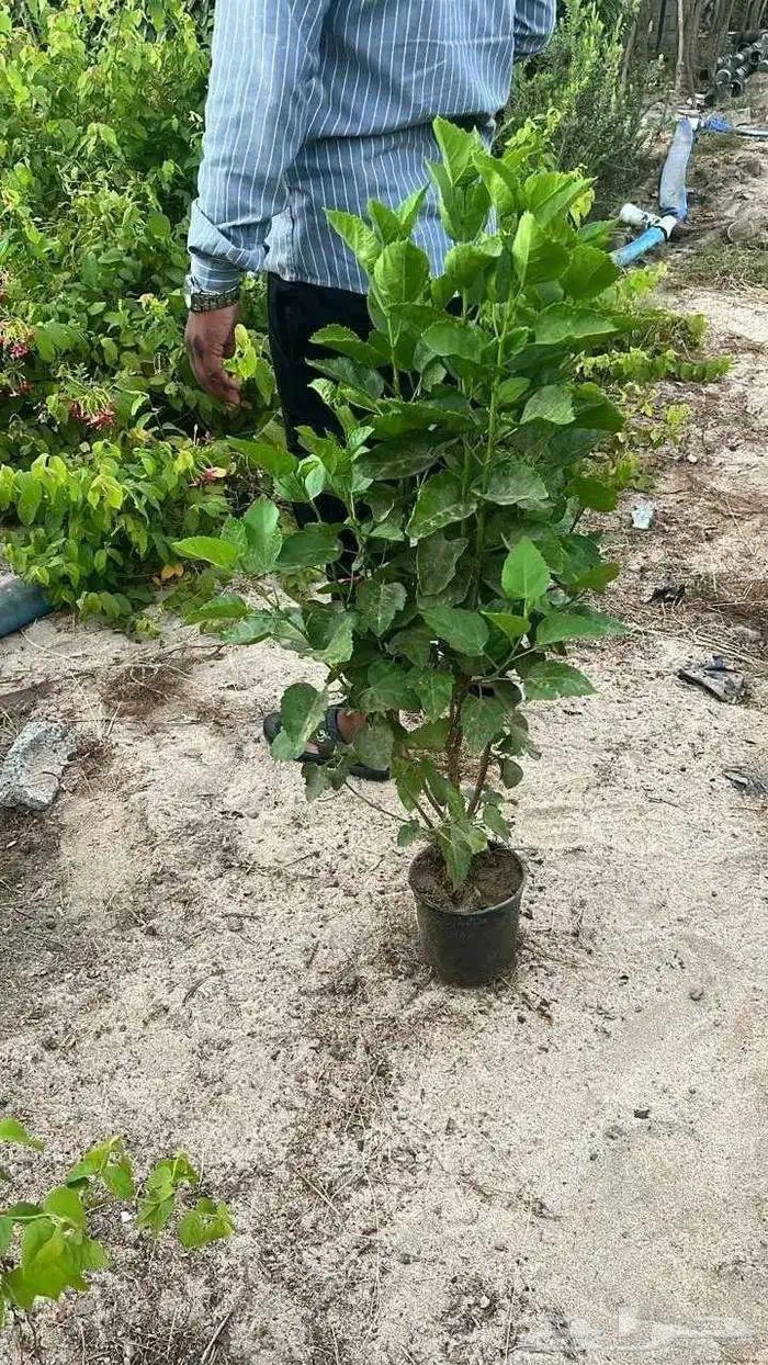 ليمون بنزهير 7