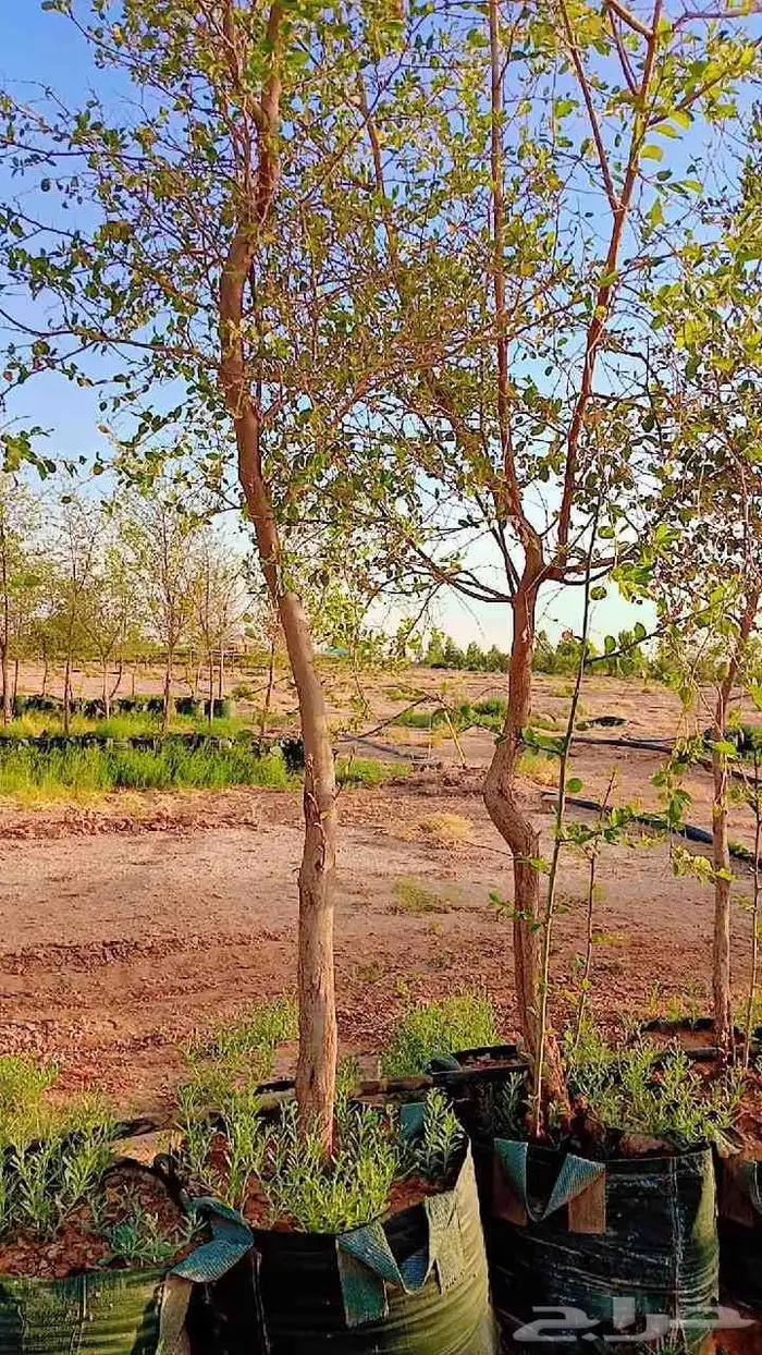 يوجد لدينا سدار 3