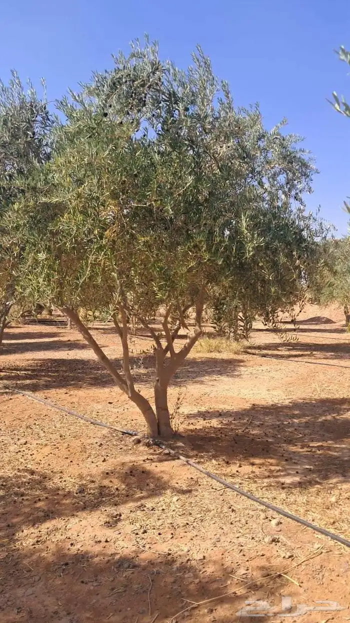 زيتون يوجد لديناء اشجار زيتون مثمر 8