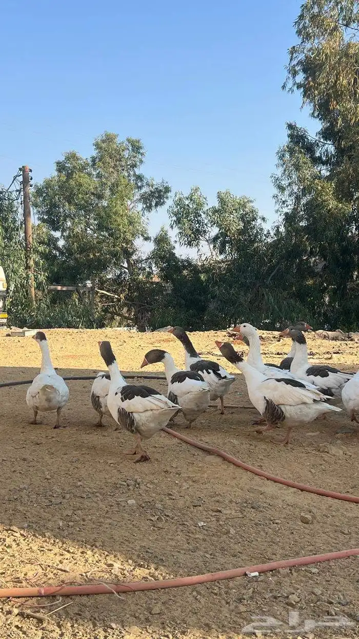 وز بلدي للبيع 3