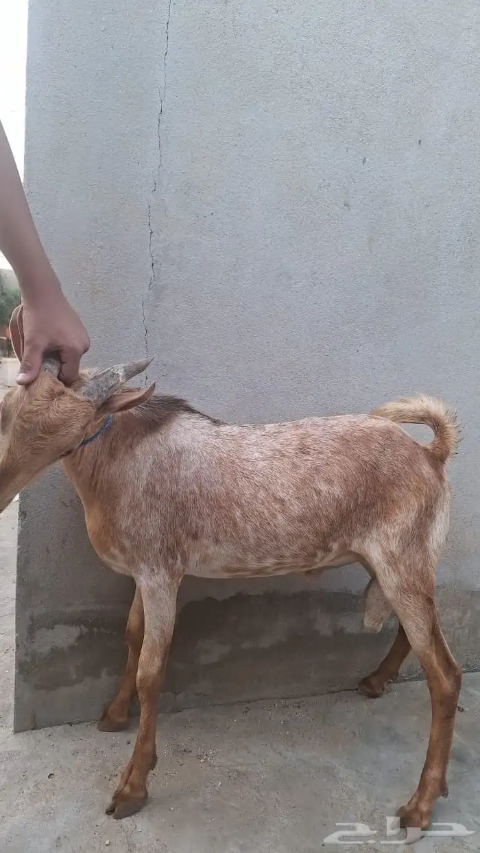 مشورع فحل فاخر ما شاء الله 0