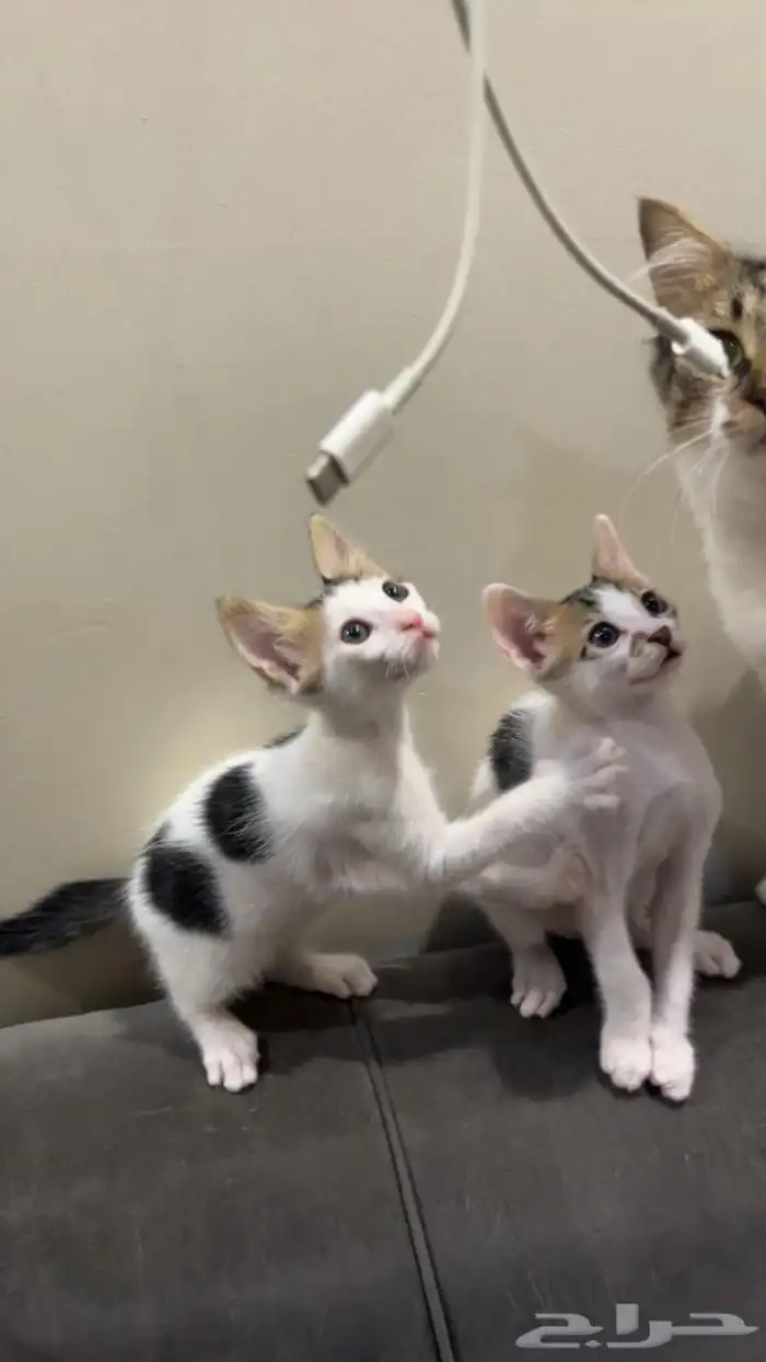 قطط كتن للتبني بلدي 0