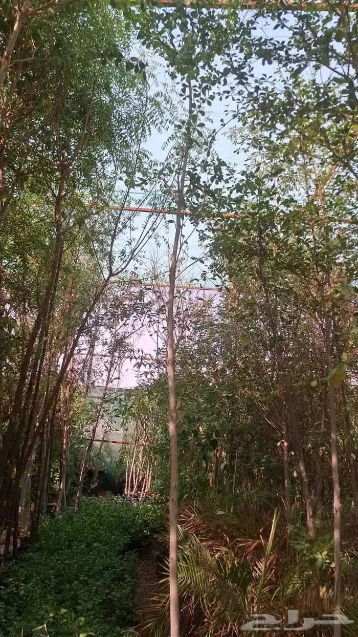 اشجار الطلح والسدر والزيتون 8