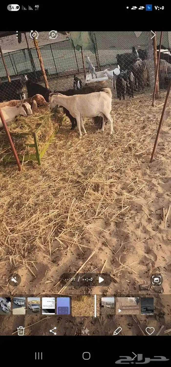 معزا عوارض 2