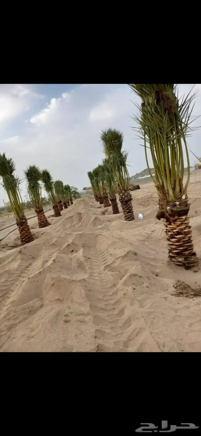 يوجدلدينا جميع انوان النخيل 11