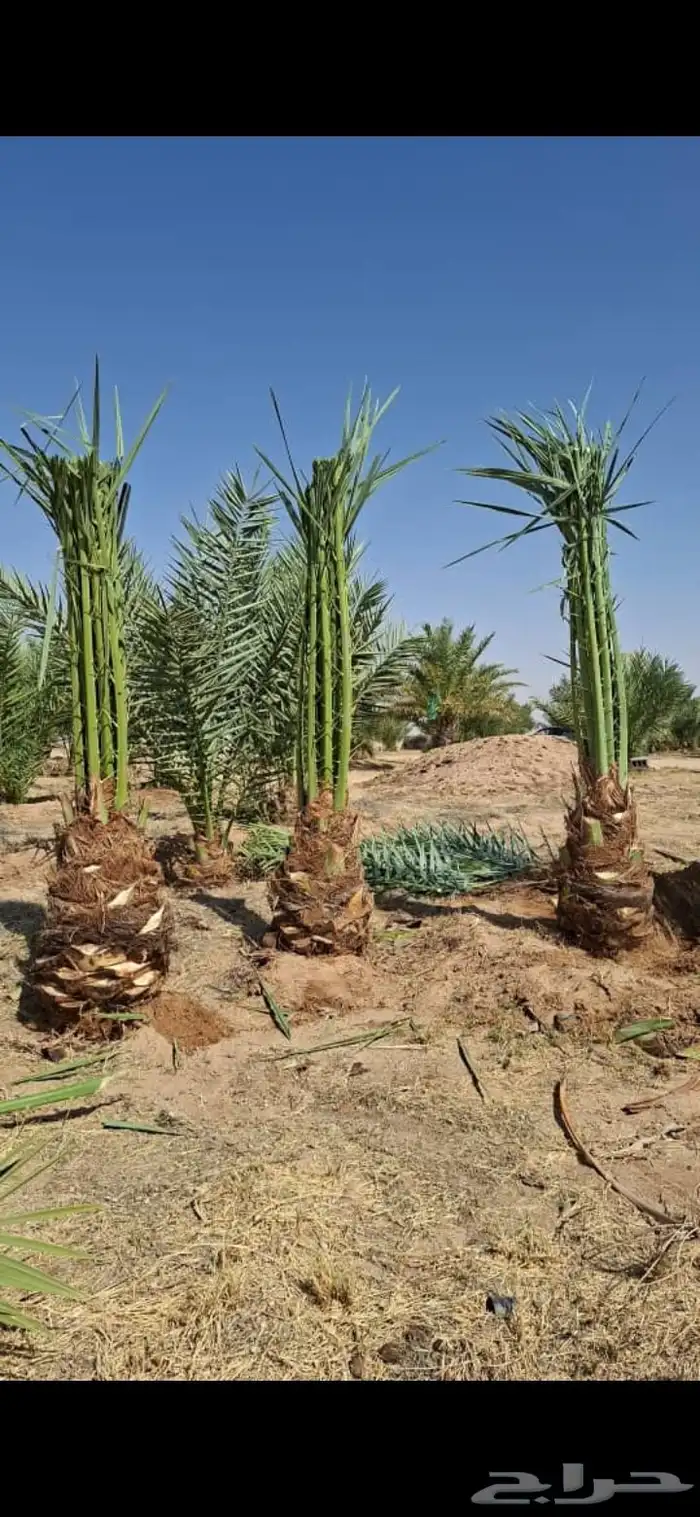 حداد مضلات وسواتر 5