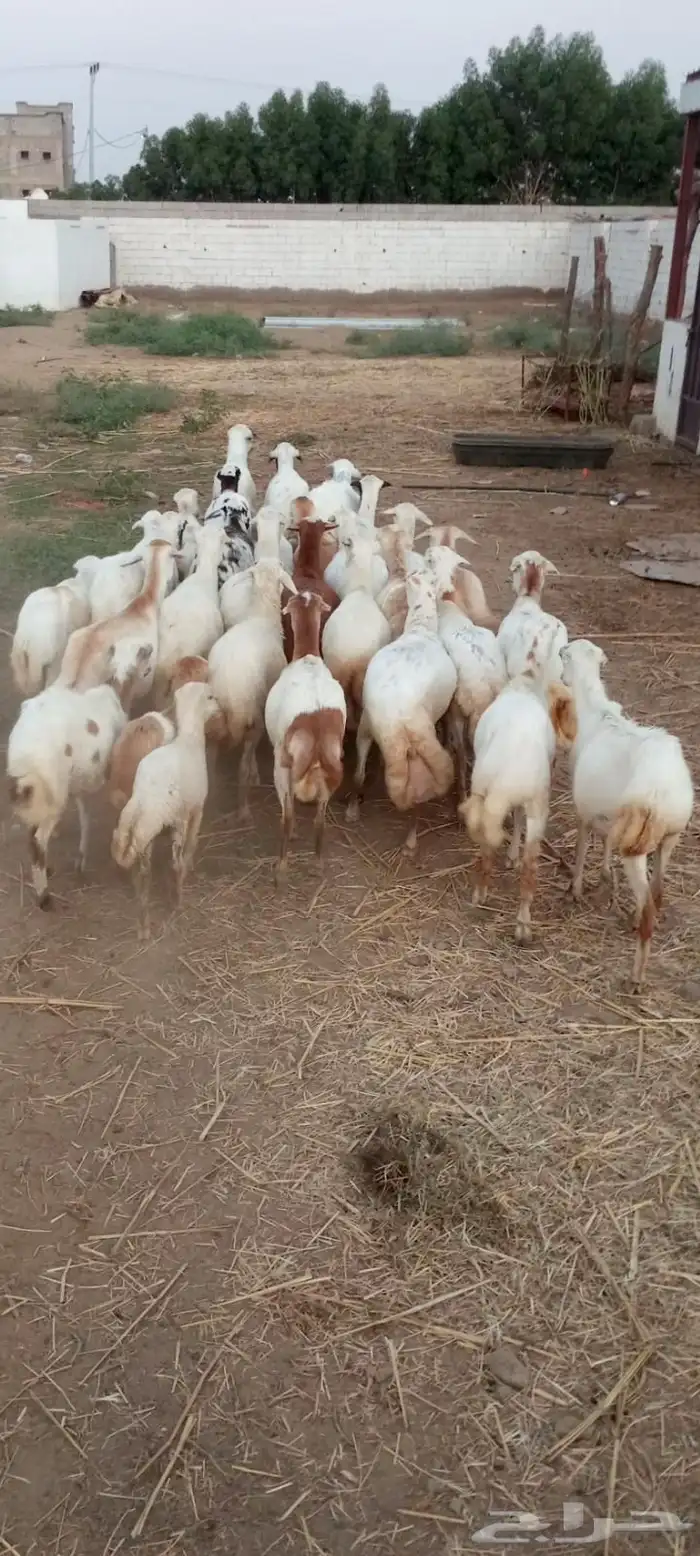 ضان حري قرايب العدد30 1