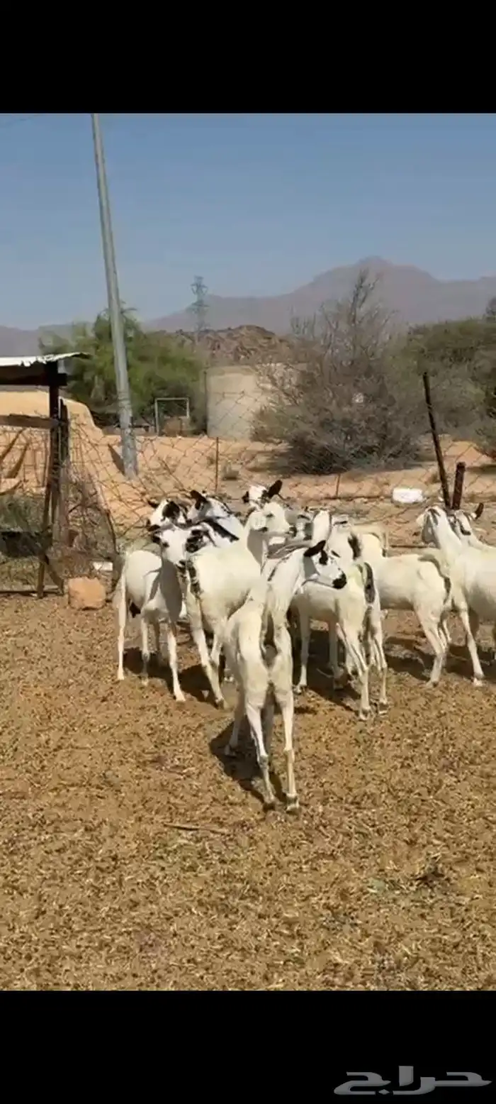 معزا بيشيات 0