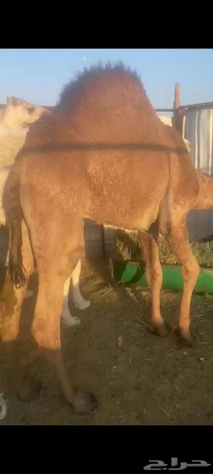 قعود فل الفل للبيع 0