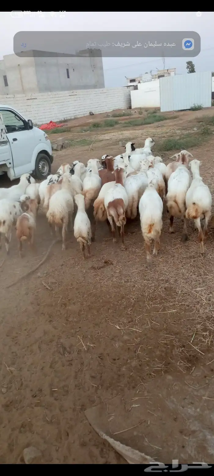 ضان حري قرايب العدد30 0