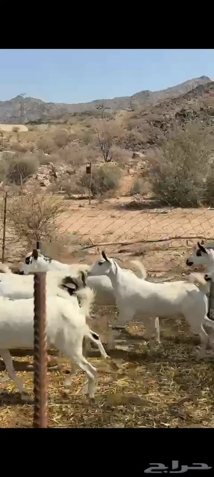 معزا بيشيات 3