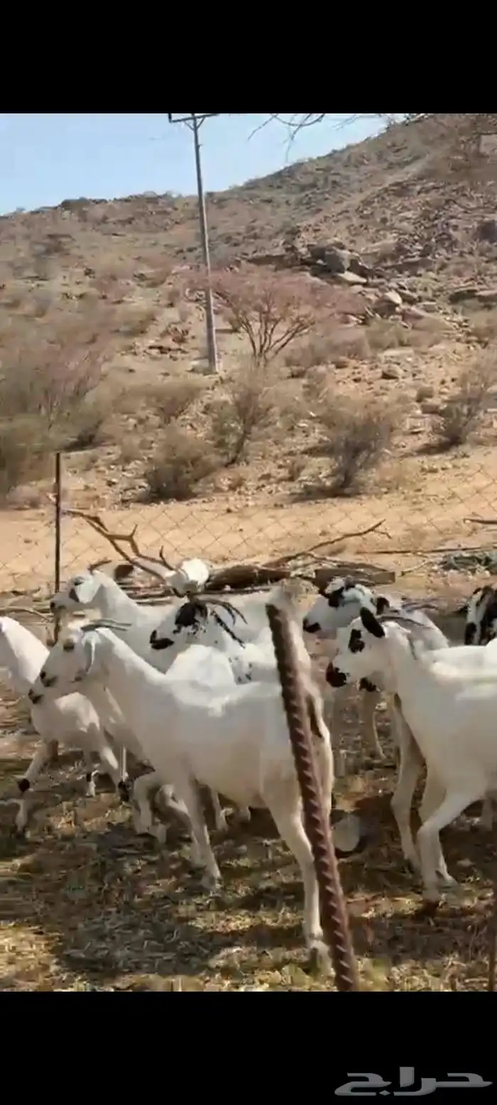 معزا بيشيات 4