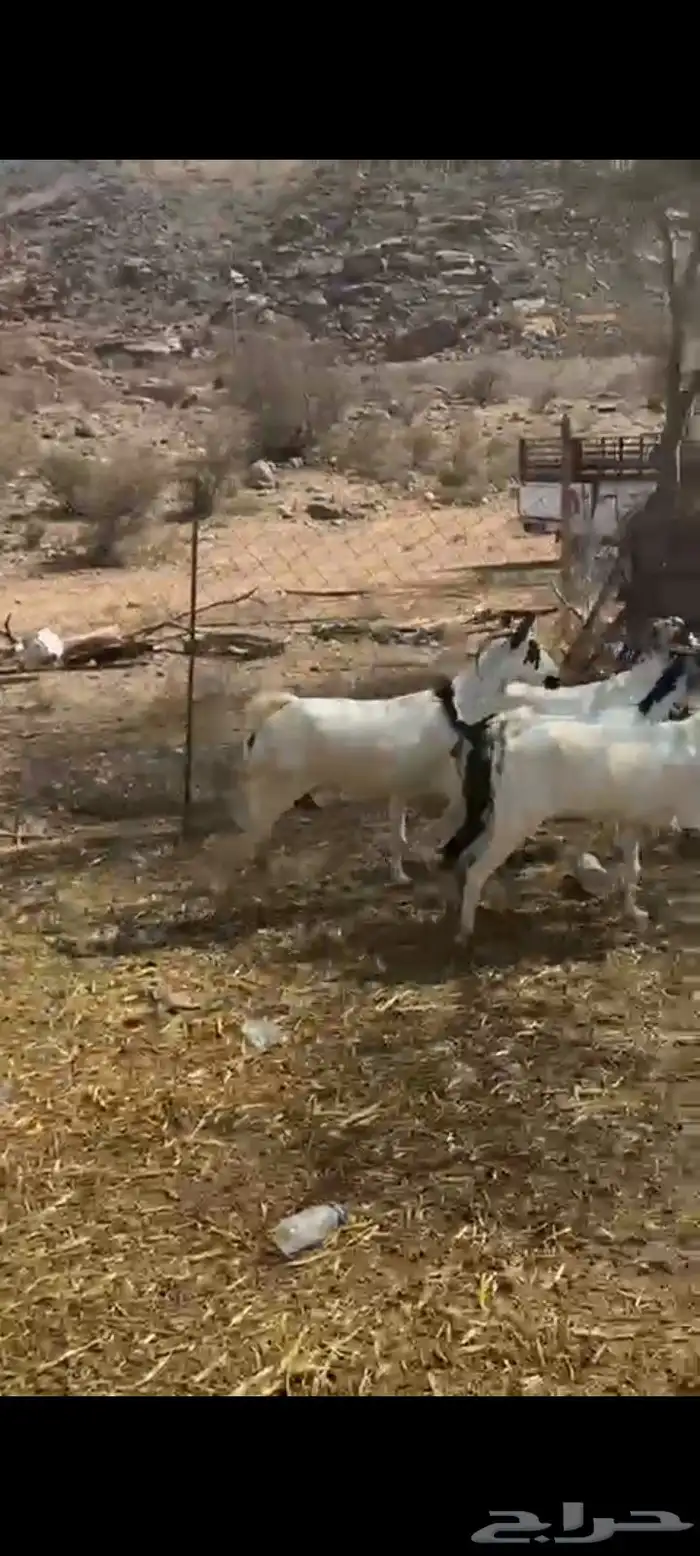 معزا بيشيات 1