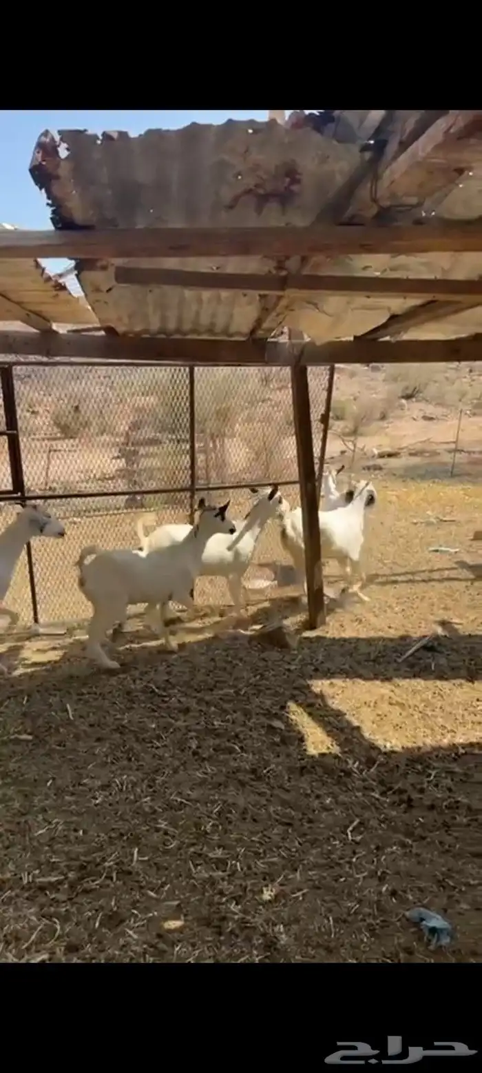 معزا بيشيات 2