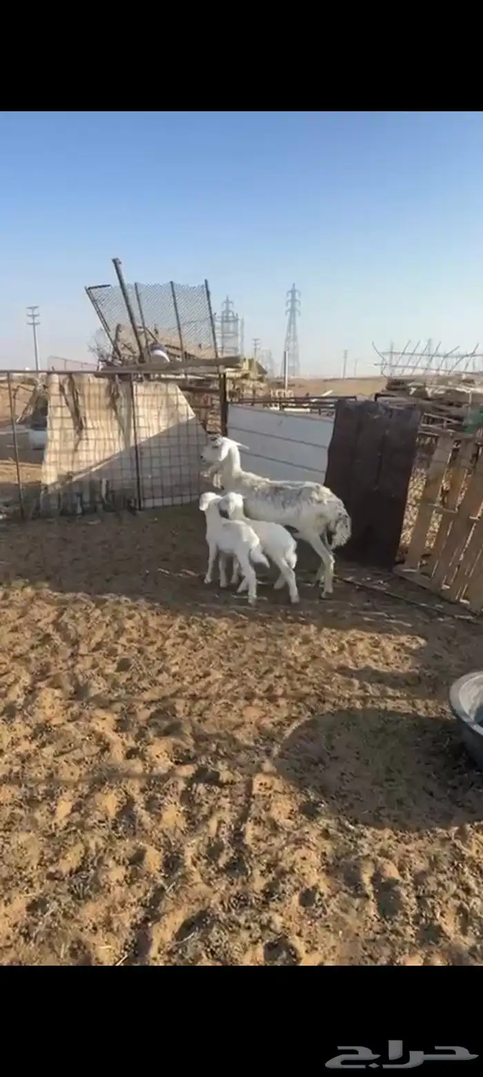 شاه قارح سليمه شرط معها خروف ورخل 3