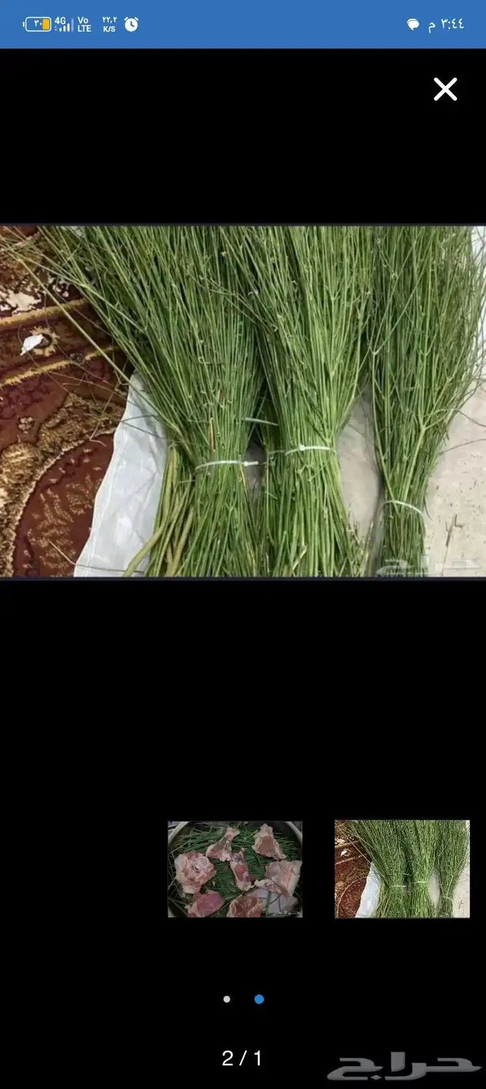 مرخ طازج للبيع 1