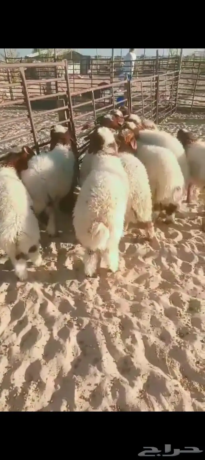 خرفان نعيم فل طرف وظهر حلال نضيف ومضمون وبشهادة زبائن 2