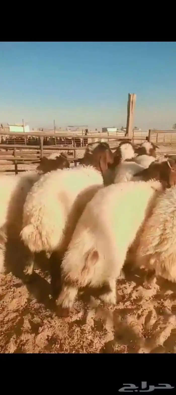 خرفان نعيم فل طرف وظهر حلال نضيف ومضمون وبشهادة زبائن 0