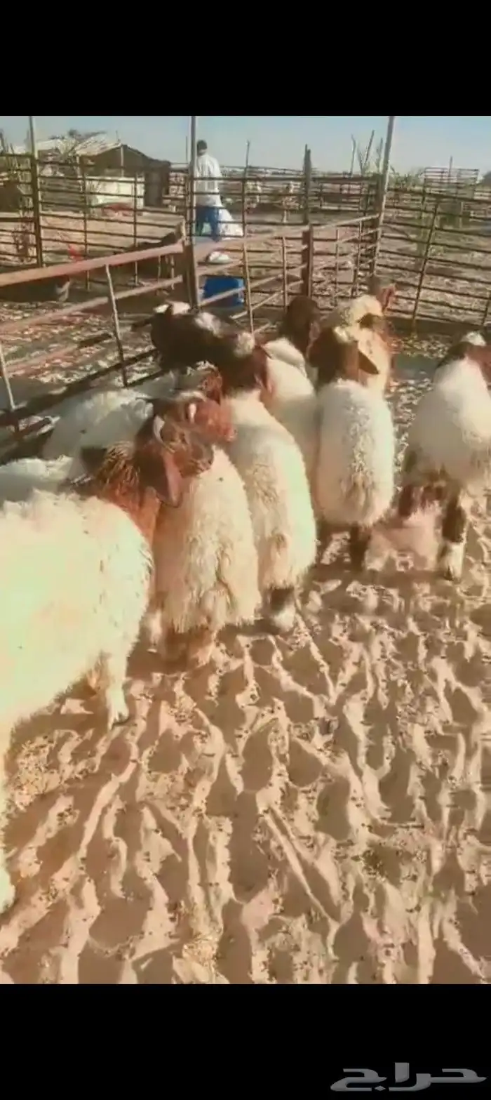 خرفان نعيم فل طرف وظهر حلال نضيف ومضمون وبشهادة زبائن 1